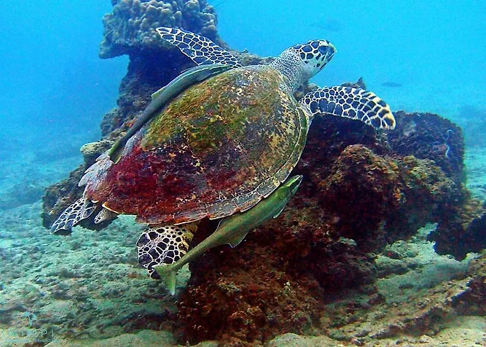 Mimpi Perhentian