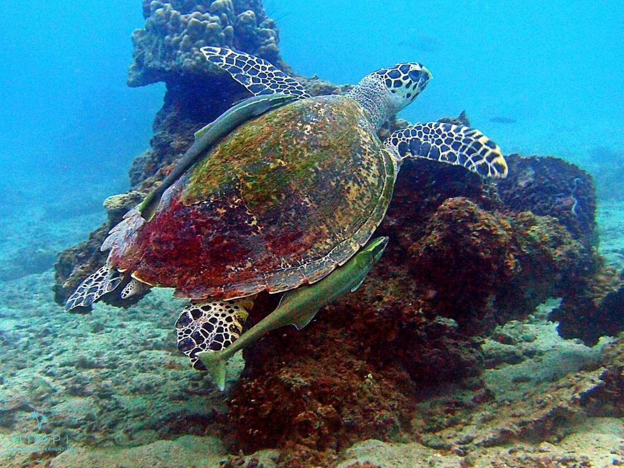 Mimpi Perhentian Resort Kampong Pasir Hantu